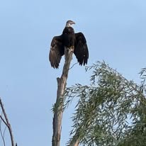 Bald eagle perched on a tree overlooking the course