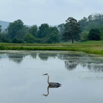 Blue heron standing in the course pond with mountain reflection